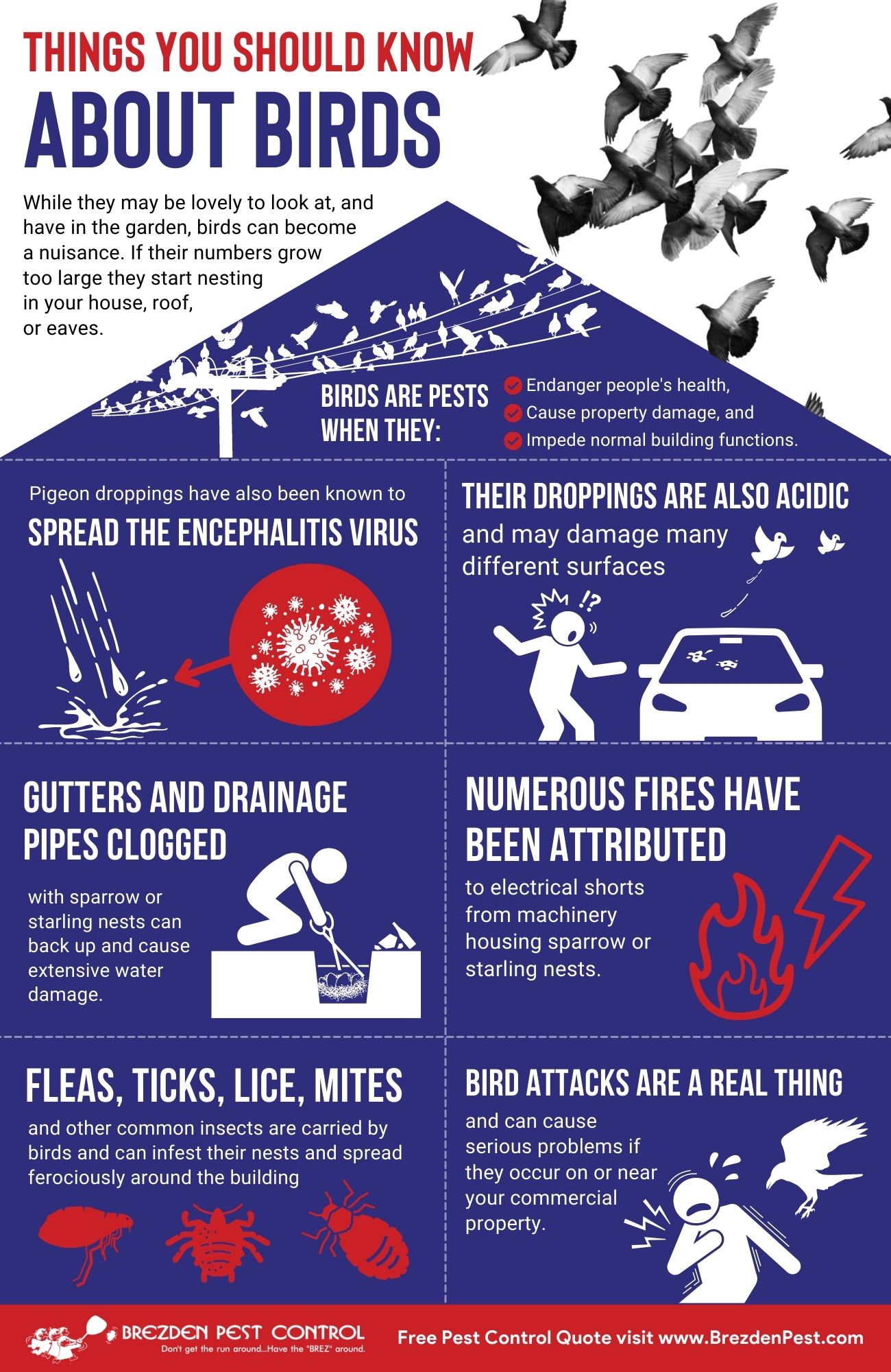 Birds Infographic Brezdenpestcontrol