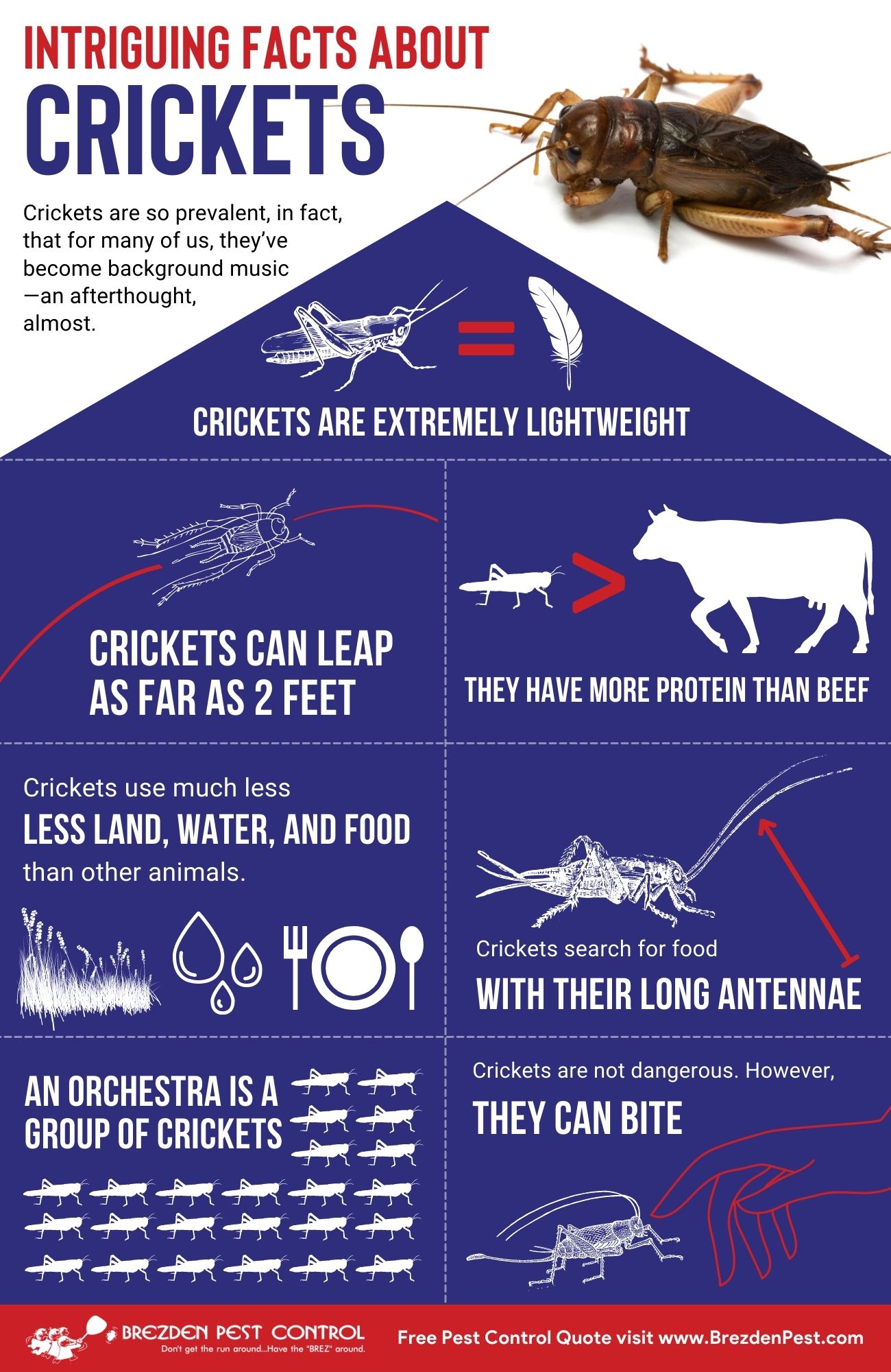 Cricket Infographic Brezdenpestcontrol