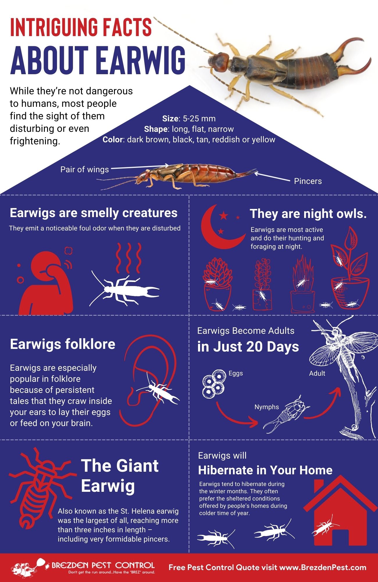 Earwig Infographic Brezdenpestcontrol
