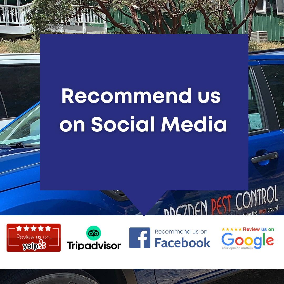 Social Best Pest Control San Luis Obispo
